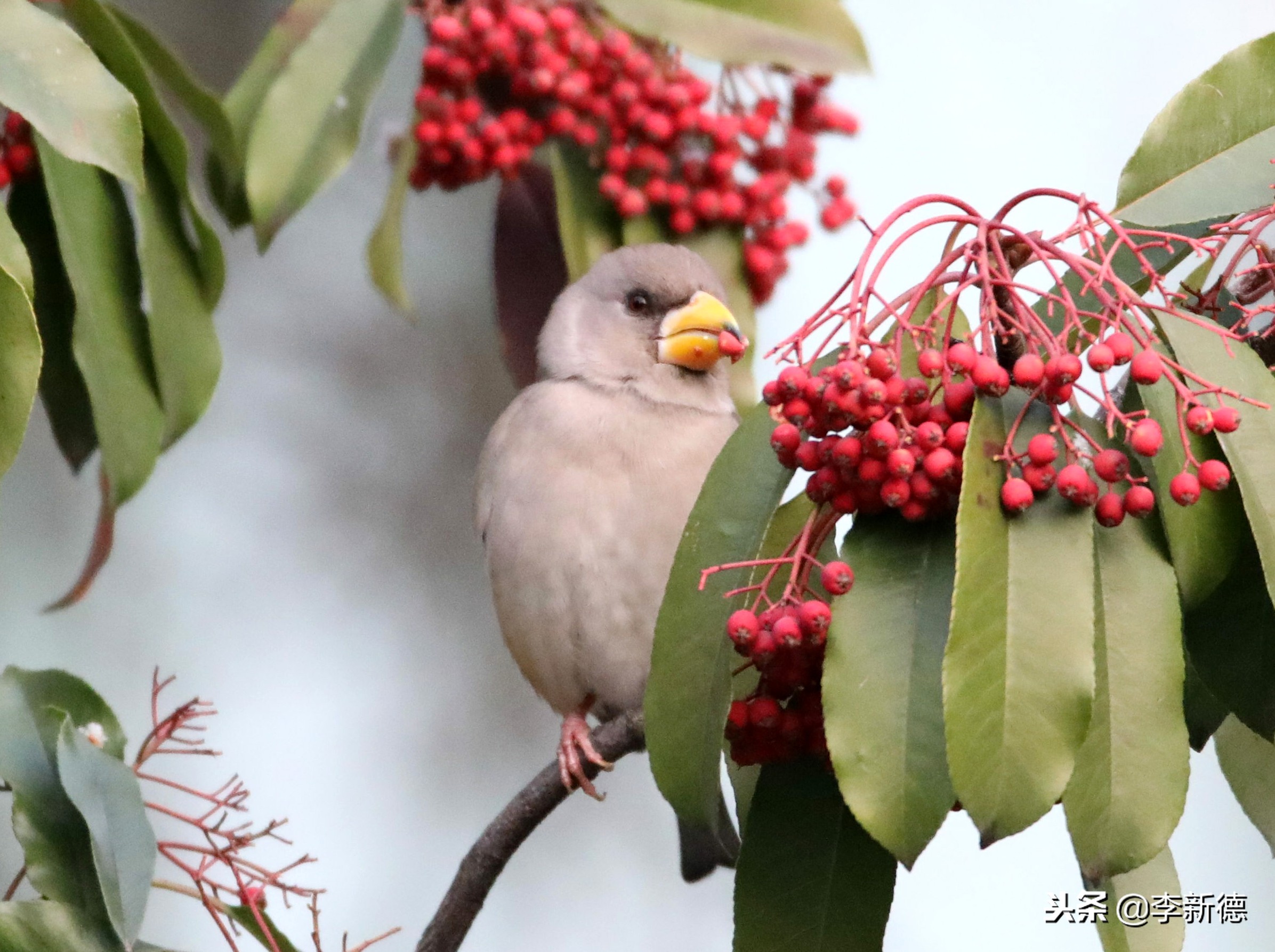 安徽合肥：大雪过后阳光灿烂，铜嘴鸟在树上觅食