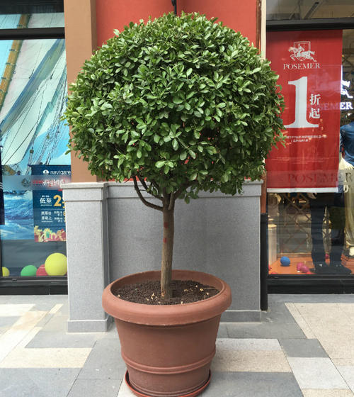 冬青盆景养殖方法,盆栽冬青怎么养活视频教程