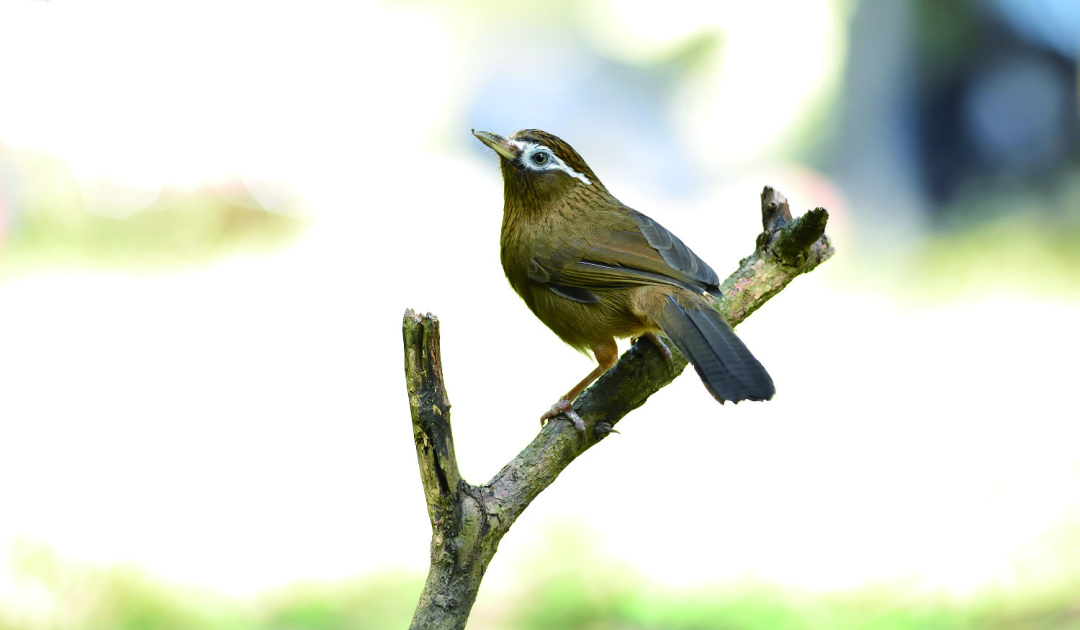 画眉鸟叫声沙哑能不能养,画眉鸟不唱大叫