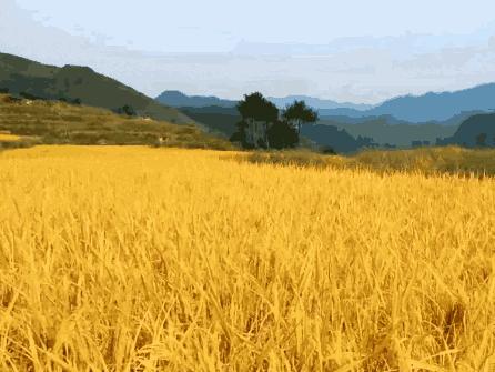 柿柿如意今秋造访最美柿子乡,金秋十月收获的季节柿柿如意