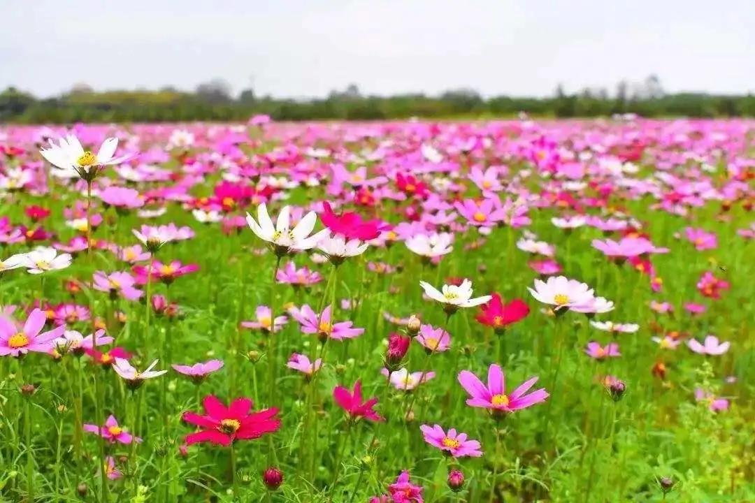 井研这五年丨门坎镇：“竹韵门坎”蝶变跃升