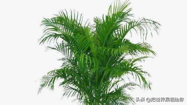 凤尾竹的来历和由来,凤尾竹的传说