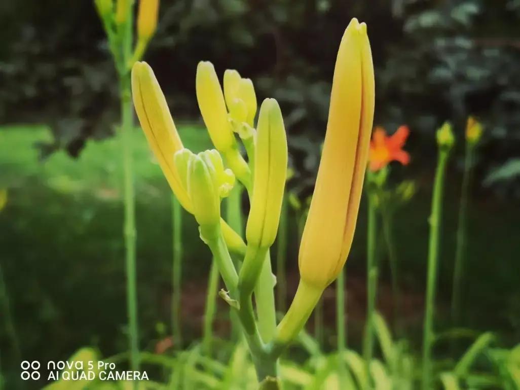 鍗庝负nova5璇勬祴瑙嗛,nova5鍗庝负鎵嬫満娴嬭瘎