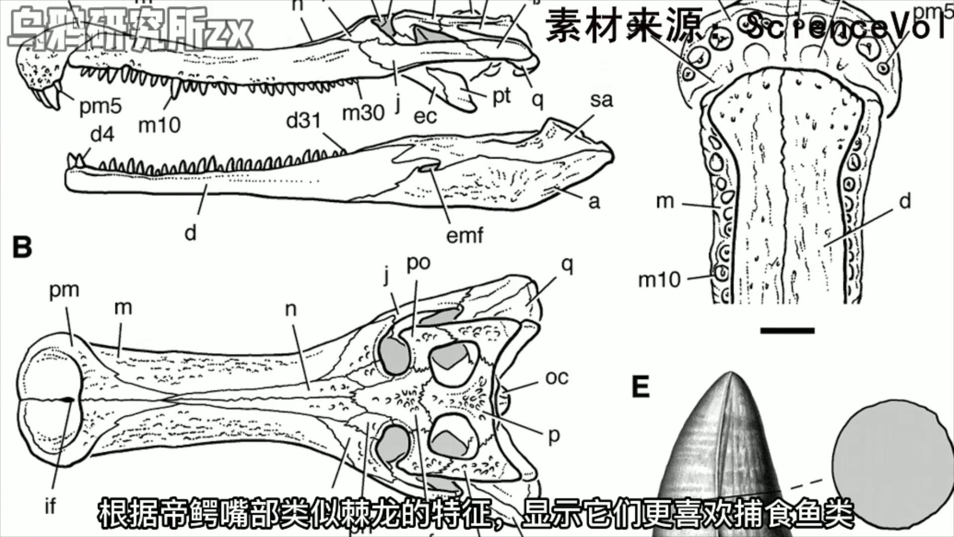 史前三大恐龙,远古三大巨鳄区别