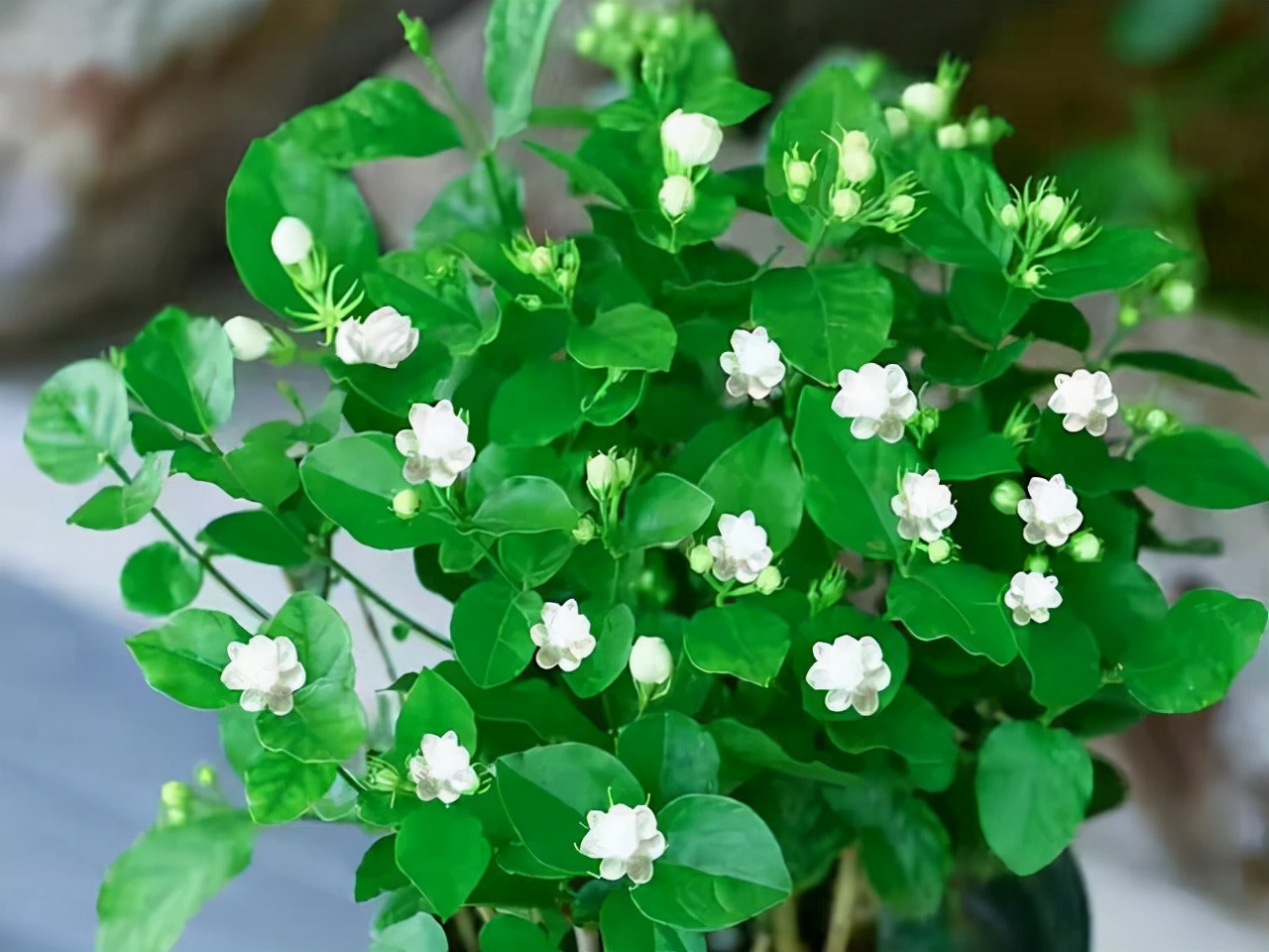 种什么盆栽好看又香,种什么盆栽开花香的