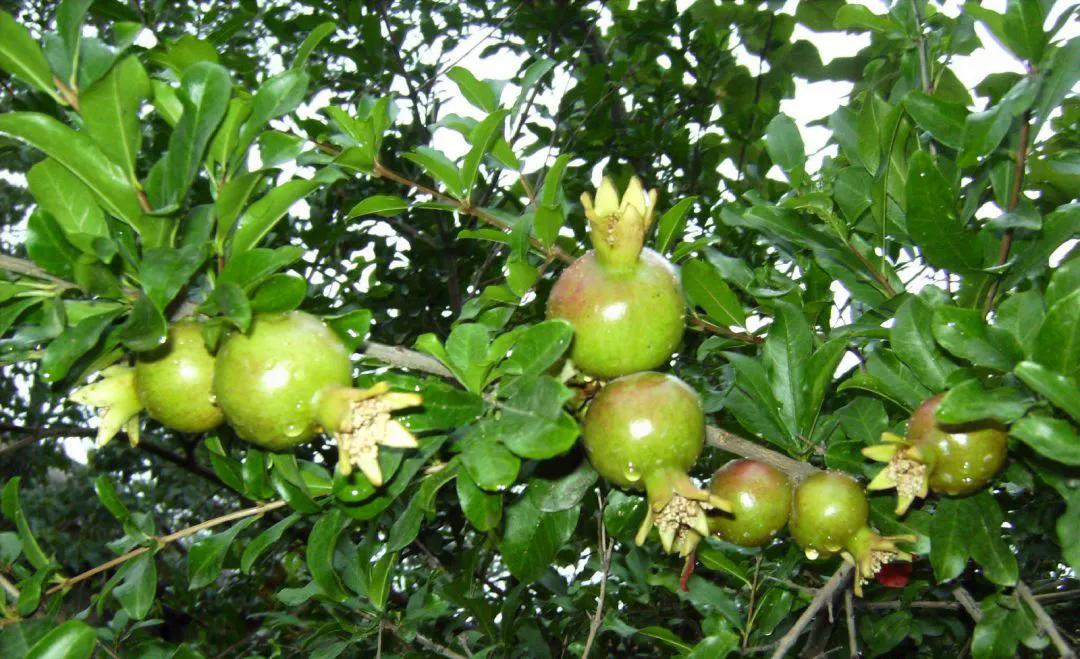 红红火火石榴开花,红红火火的石榴悬挂枝头