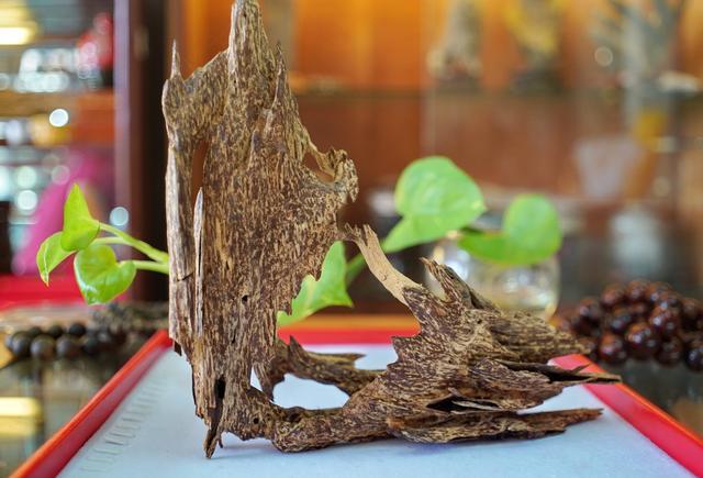 越南芽庄沉香与海南沉香的区别,越南沉香实地考察