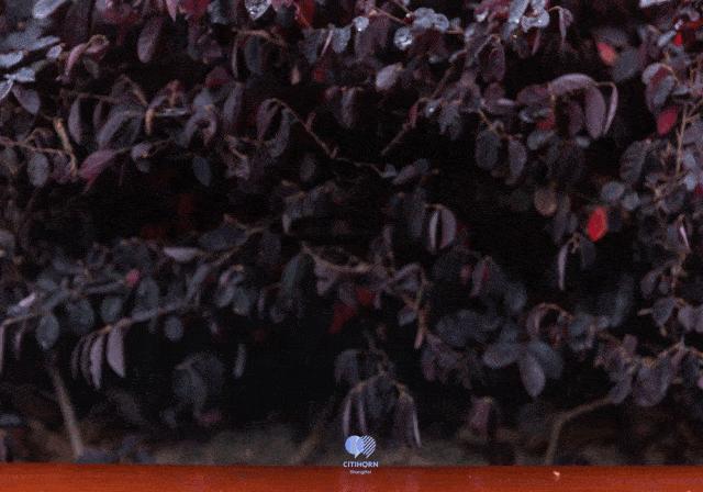 瑞幸现在的加盟模式还值得入行吗 (加盟瑞幸会亏钱吗)