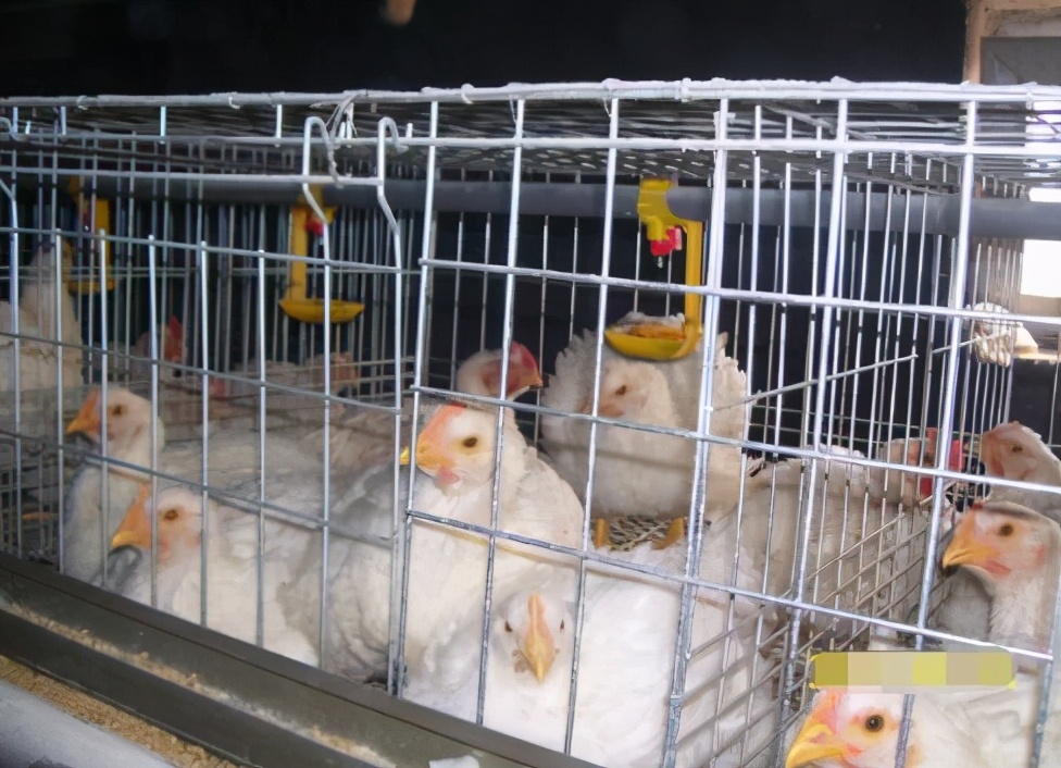 如何确认鸡舍温度与鸡的体感温度,想要养好鸡