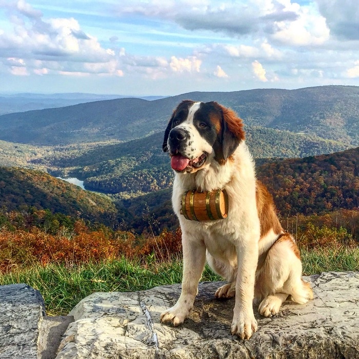 世界上最昂贵的10只狗,世界上最昂贵的狗品种