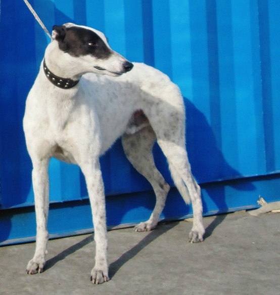 速度与激情法拉利,速度与激情的碰撞