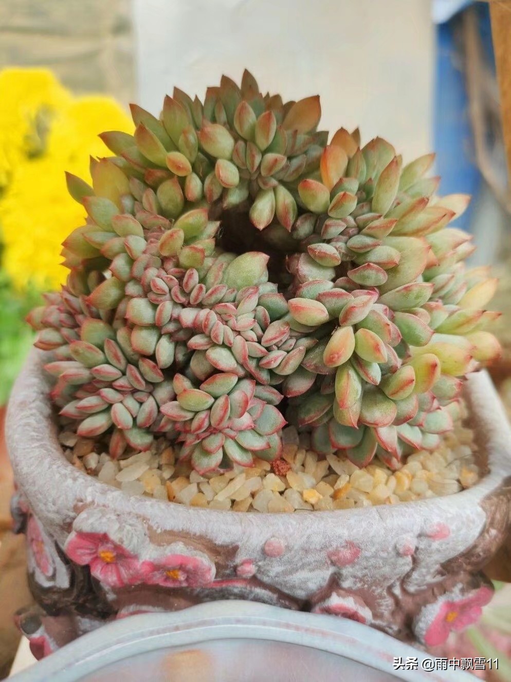 扦插的多肉怎么移栽,多肉的扦插方法和步骤