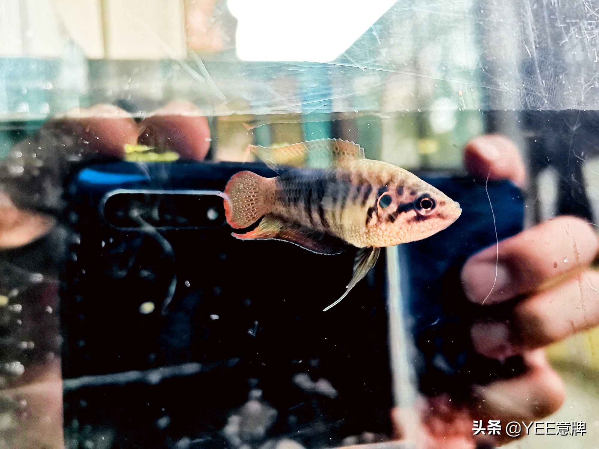 母斗鱼群养一直死鱼,新手斗鱼怎么入缸