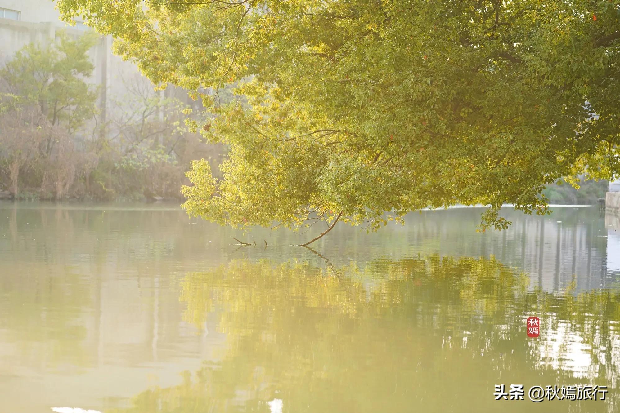 相城区北桥镇千年银杏树,苏州相城银杏打卡