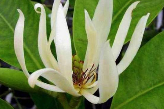 白兰花怎么养长得更好,白兰花怎么养才长得好