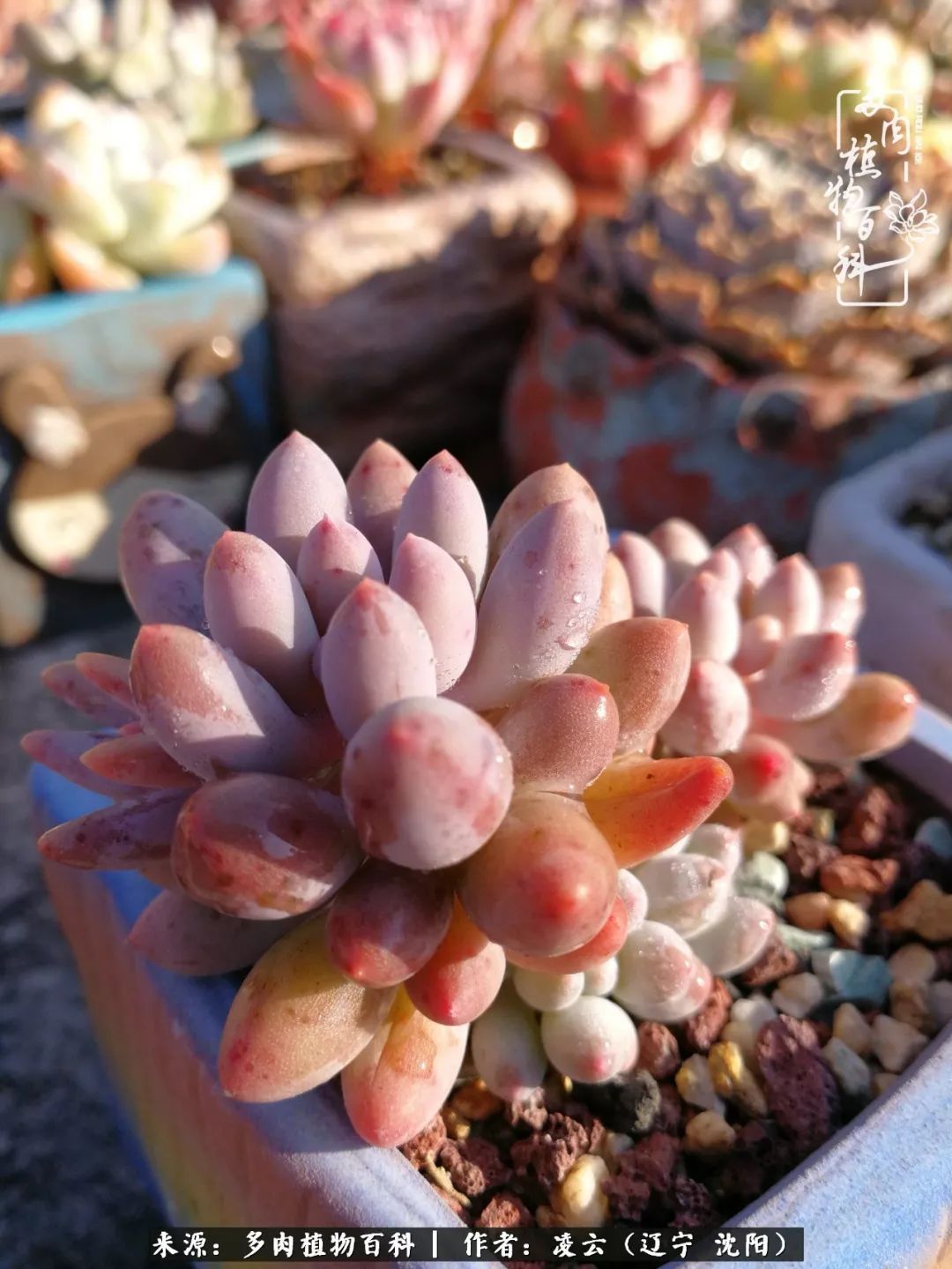 秋闲赏多肉，话育儿，亲生的自家娃，总有一刻让你怦然心动