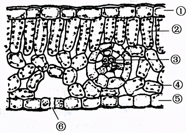 中考生物植物复习资料,初中生物结业总复习知识总结