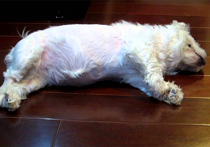 专家辟谣狗狗传染新肺病,狗狗甲沟炎怎么引起的