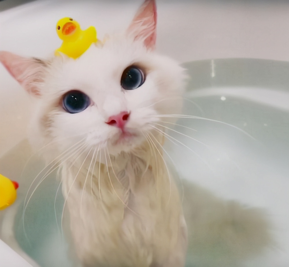 怎么让猫的毛发有光泽,猫毛发缺乏光泽怎么回事