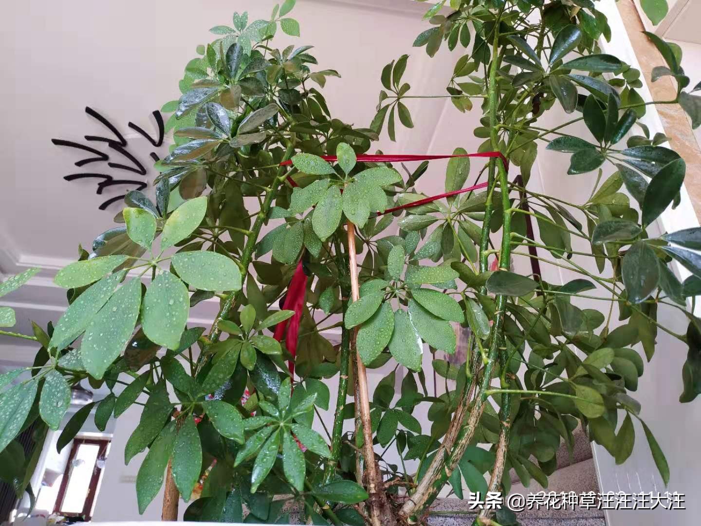 八方来财叶子掉光了怎么办,八方来财叶子黄了有斑点