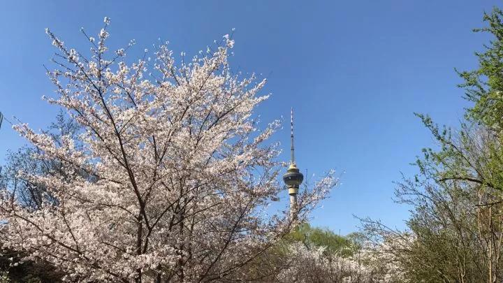 几月赏樱花最好,最美赏樱攻略大全