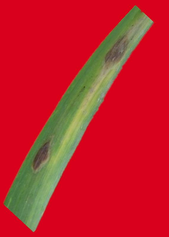 戊唑醇能治大蒜紫斑病吗,大蒜紫斑病的有效预防和治理方法