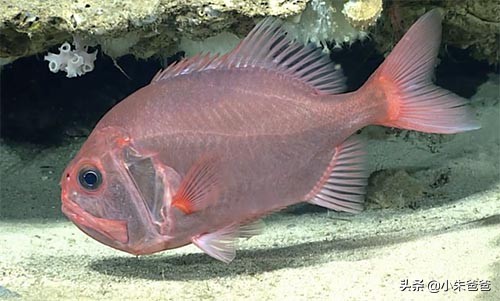 宝宝吃鱼的正确方法和注意事项,宝宝吃鱼更聪明这样吃才更健康