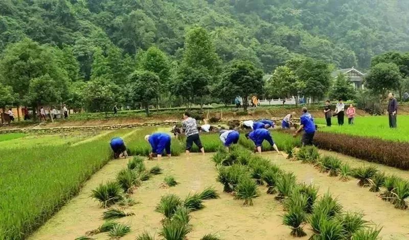 农村6070年代农民的生活习性,真正的六十年代辛勤农民生活