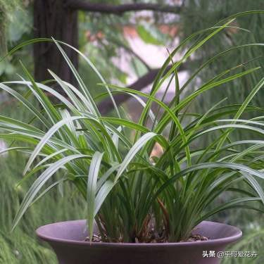 大花蕙兰花谢后换盆要去掉老土吗,蕙兰花怎么养才能旺盛容易开花