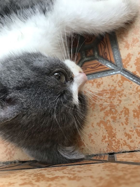 小奶猫特别粘人怎么办啊,英短不粘人怎么办