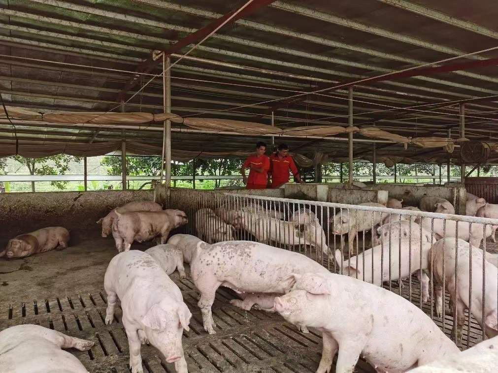 现在养合同猪还能挣到钱吗,养合同猪的模式