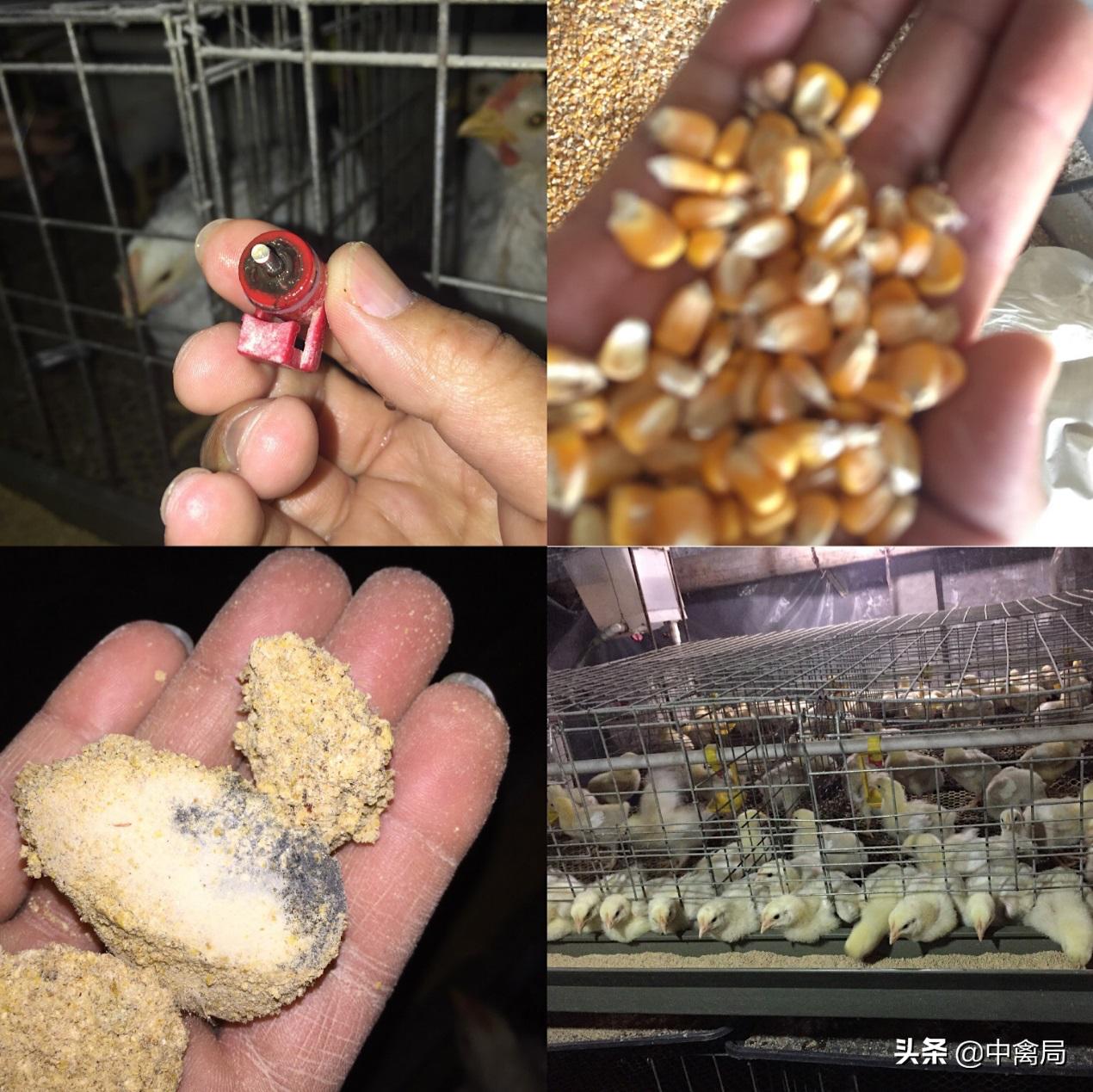 鸡小肚子疼是什么原因,鸡为什么肚子疼