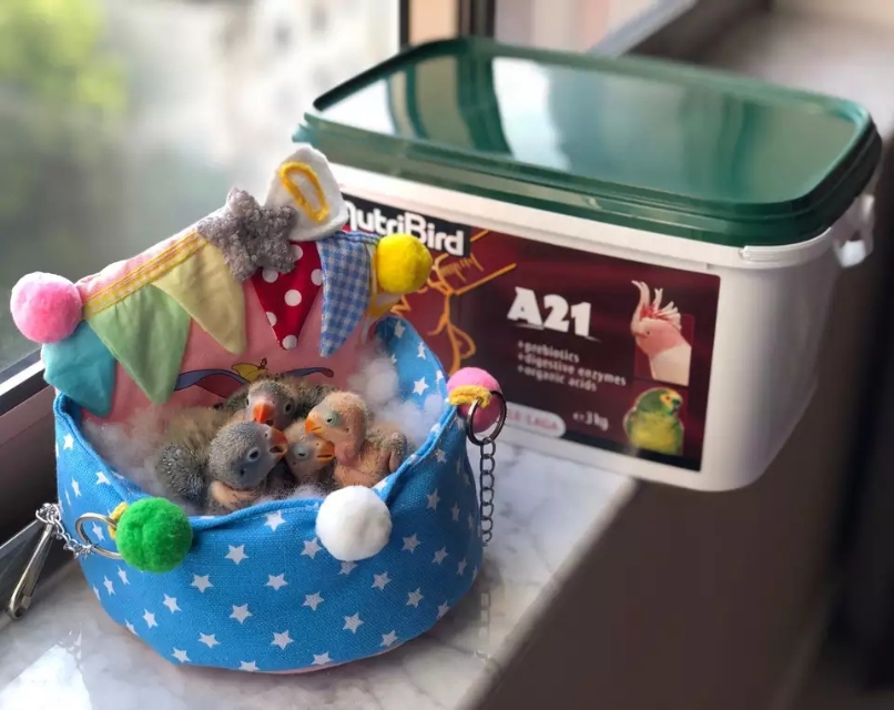 鹦鹉八字脚一个月怎么矫正,鹦鹉八字腿齐毛了还能矫正吗