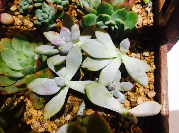 多肉长出小尾巴求救信号,多肉有什么求救信号