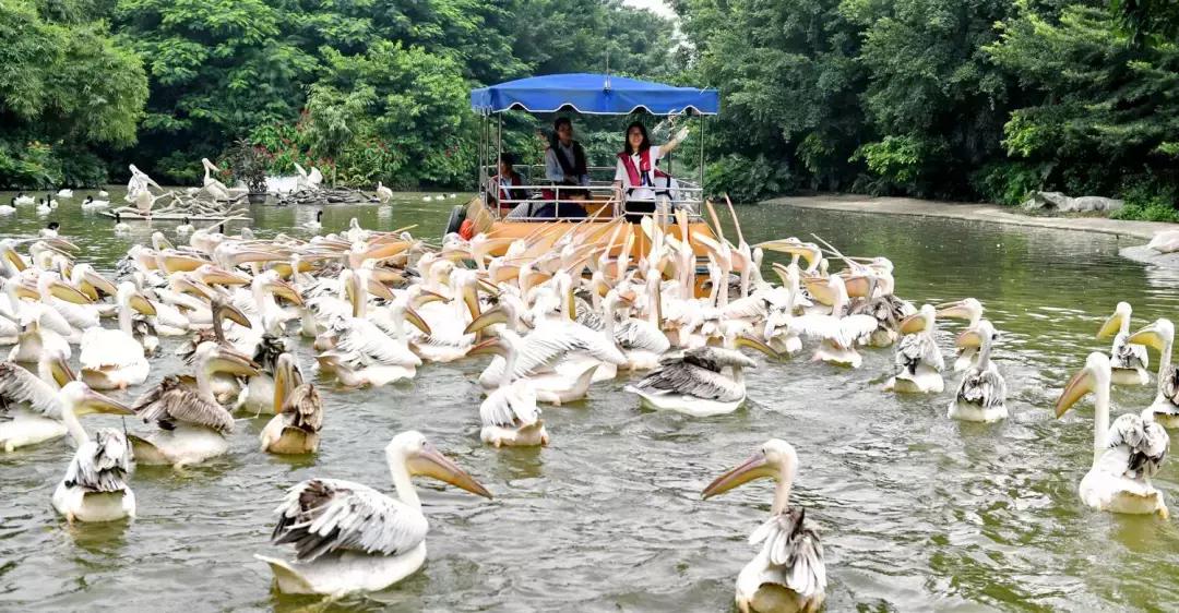 带小婴儿长隆动物园游玩攻略,亲子游玩广州熊猫酒店长隆攻略