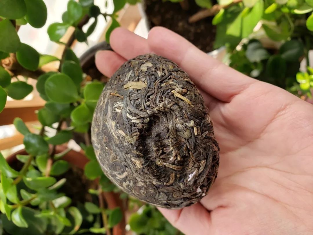 普洱沱茶勐海茶厂,下关沱茶甲字沱是普洱吗