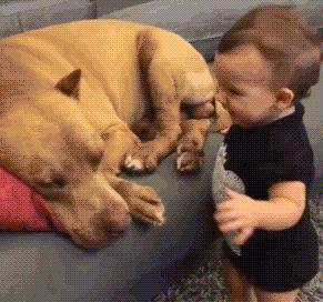 让狗狗带娃是什么体验?狗狗:“我为这个家操碎了心!”