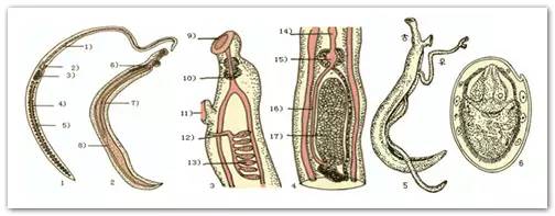 执业兽医的复习资料之【兽医寄生虫学
