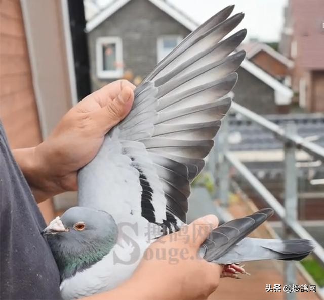 赛鸽高手的配对绝招,赛鸽秋赛时间是几月份配对