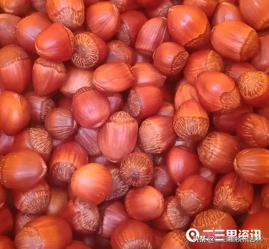 富太大榛子磐石臻园,富太大榛子