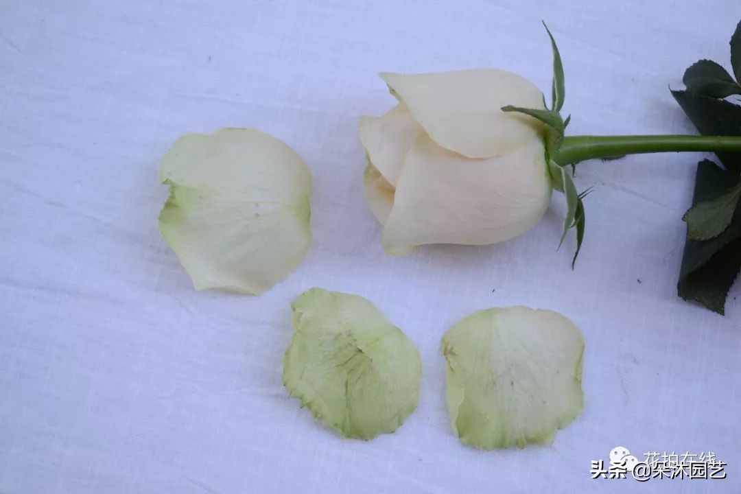 科普|别再吐槽啦，玫瑰不“新鲜”才是正常的！那叫保护瓣儿~