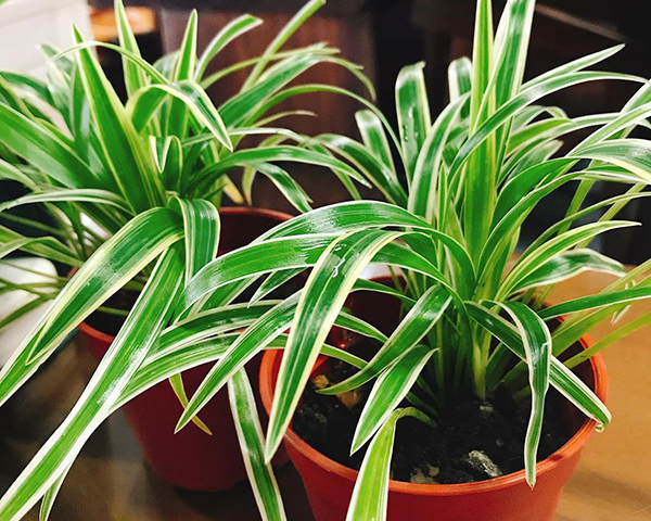 养吊兰如何避免黄叶干尖？定期喷洒此种水溶液，叶片越长越绿