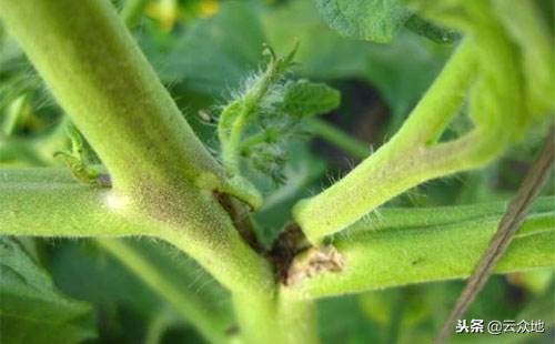 蔬菜作物为什么会缺硼？怎样补充硼肥？