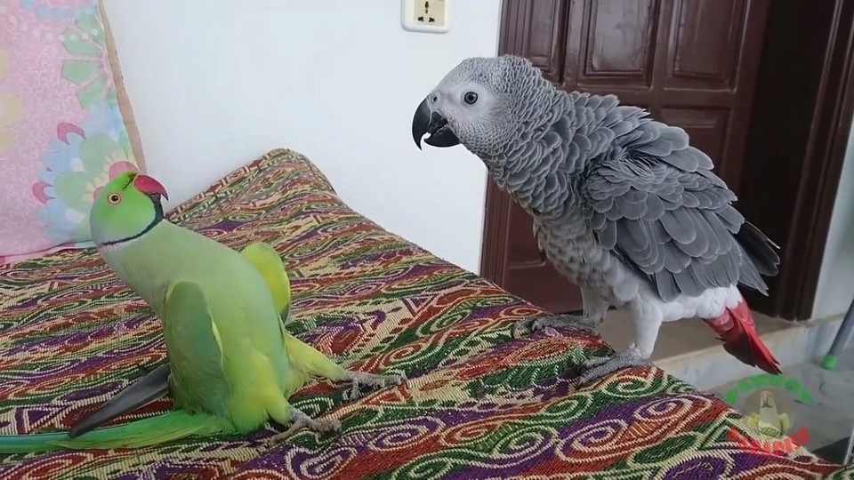 月轮鹦鹉和亚历山大鹦鹉推荐哪个,亚历山大鹦鹉和月轮鹦鹉区别