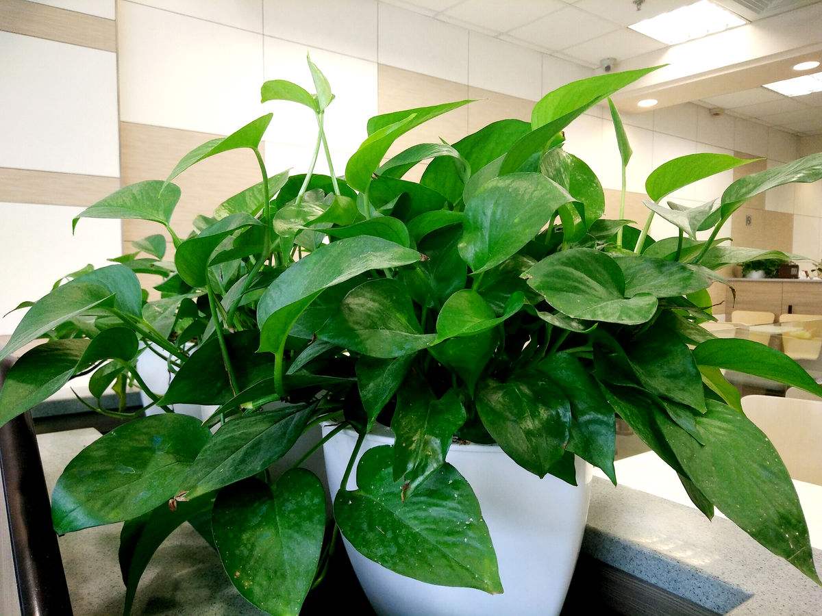 冬天吊兰绿萝扦插怎么养护,绿萝吊兰扦插多久发芽成活