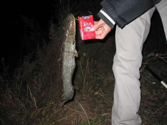 又到了钓淡水鱼的季节了,又到了钓翘嘴鳊鱼的季节