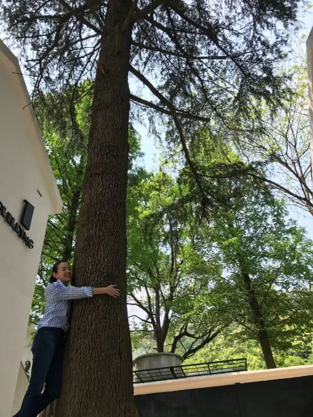 曾宝仪单亲家庭,曾宝仪婚恋史