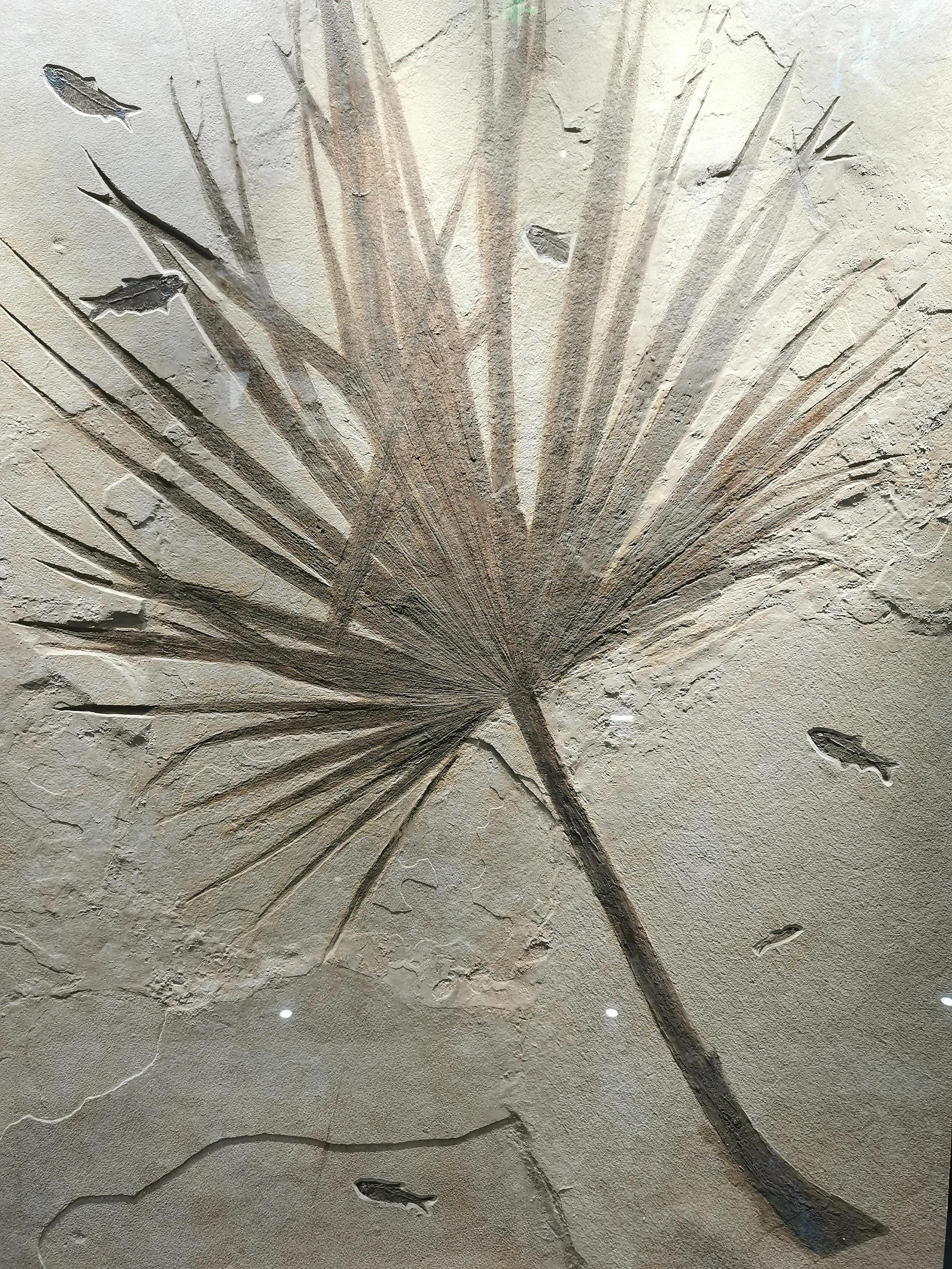 南京古生物博物馆开放时间及门票,南京古生物博物馆作文