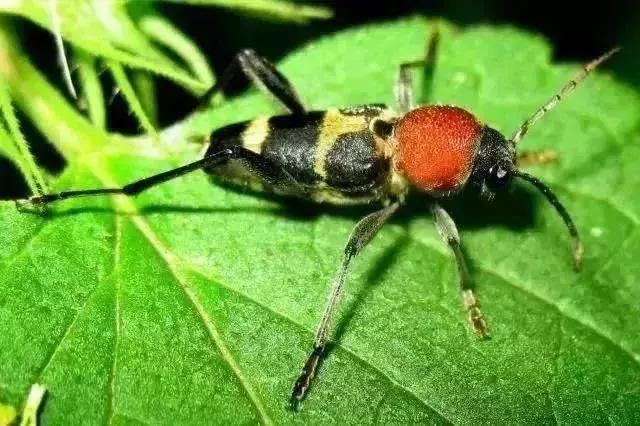 夏黑葡萄各个时间防哪些虫害,葡萄14种常见虫卵图解