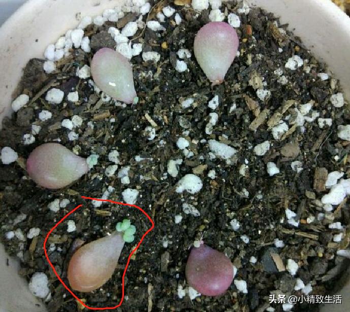 叶插多肉生根发芽后，要注意3个方面，不然可能会“消失”